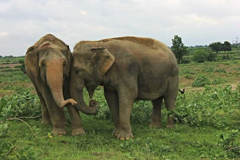 From Agra: Visit to Wildlife SOS Elephant Conservation Trip - A Deep Dive Into the Experience
