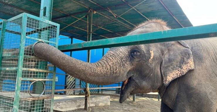 From Agra: Visit to Wildlife SOS Elephant Conservation Trip - Background