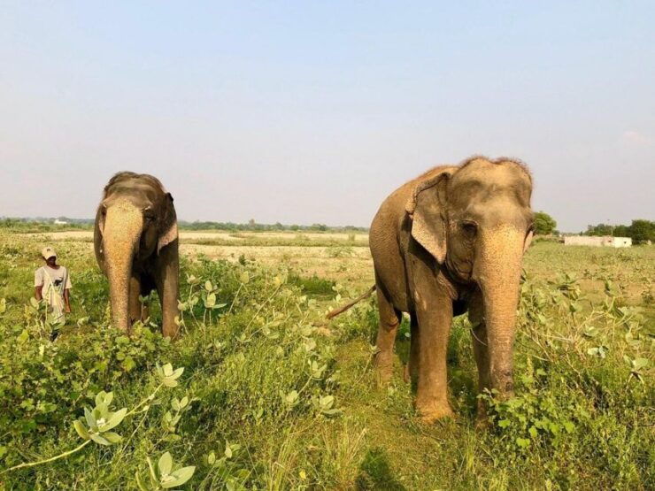 From Agra: Visit to Wildlife SOS Elephant Conservation Trip - Details