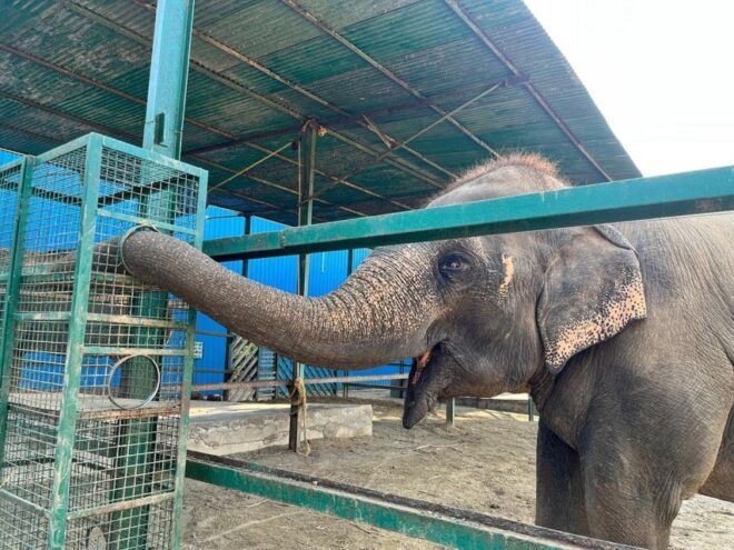 From Agra: Visit to Wildlife SOS Elephant Conservation Trip - About This Activity