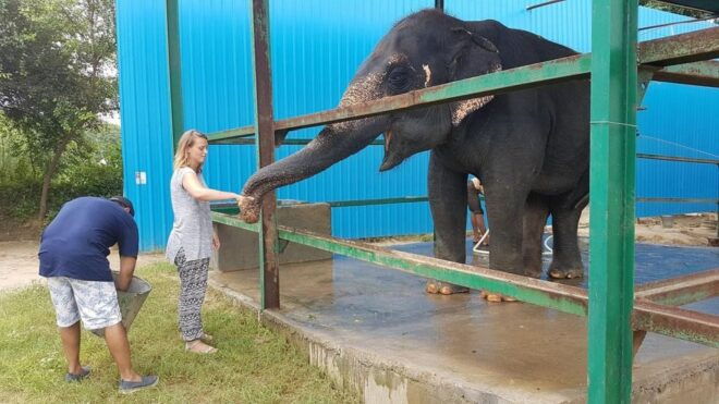 From Agra: Visit to Wildlife SOS Elephant Conservation Trip - Description