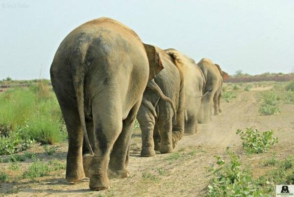From Agra: Visit to Wildlife SOS Elephant Conservation Trip - Reviews