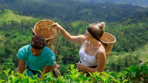 From - Ahungalla / Balapitiya / Ambalangoda Day Trip To Ella - Tips for Travelers