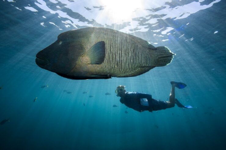 From Airlie Beach: Cruise and ReefWorld Pontoon Experience - Activity Details