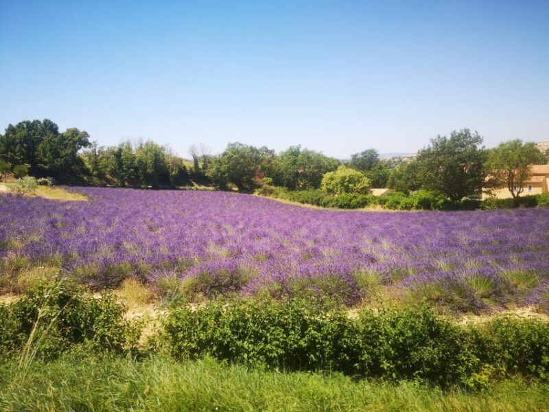 From Aix: Day Trip to Valensole Lavender Fields in Provence - Good To Know