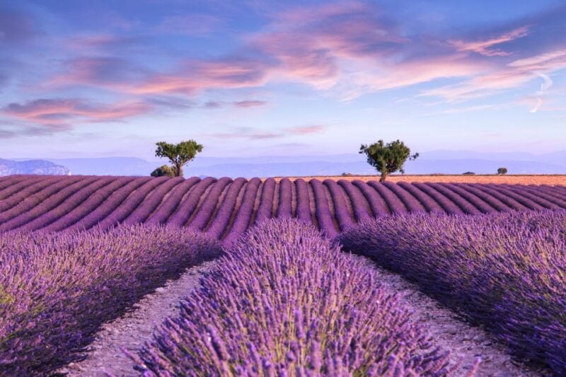 From Aix: Day Trip to Valensole Lavender Fields in Provence - Itinerary Highlights