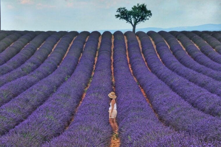 From Aix: Day Trip to Valensole Lavender Fields in Provence - Exploring the Lavender Fields