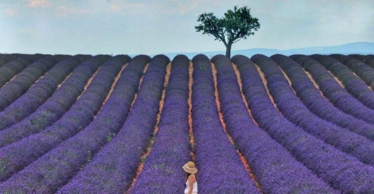 From Aix: Day Trip to Valensole Lavender Fields in Provence - Frequently Asked Questions