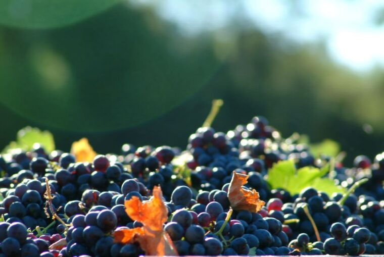 From Aix En Provence: Half-Day Wine Tour in Provence - Scenic Views and Countryside Experience