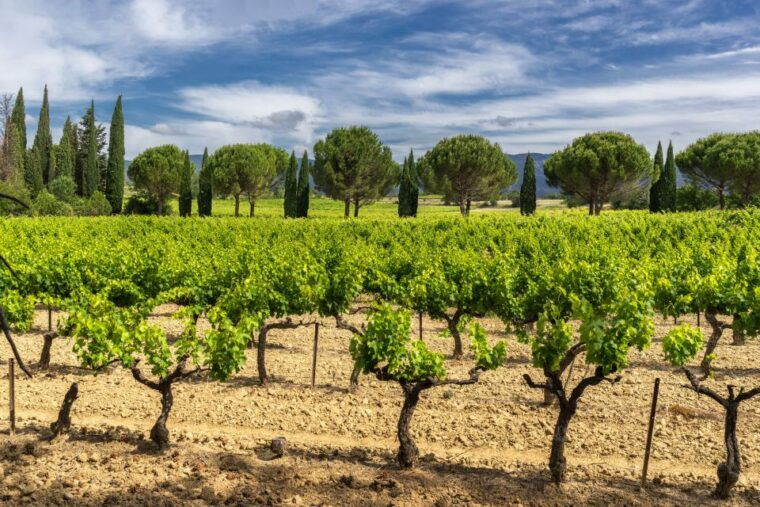 From Aix-en-Provence: Half-Day Wine Tour - Booking and Availability