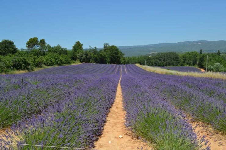 From Aix-en-Provence: Lavender Day Trip to Valensole - Tour Highlights and Itinerary