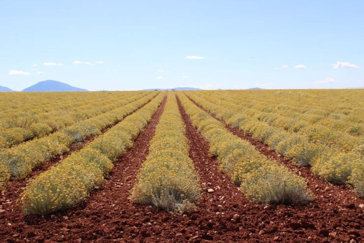 From Aix-En-Provence: Lavender Experience & Gorges Du Verdon - Lavender Fields: Immerse Yourself in Natures Beauty