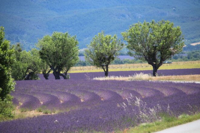 From Aix-En-Provence: Lavender Experience & Gorges Du Verdon - History and Culture: Discovering Provences Rich Heritage