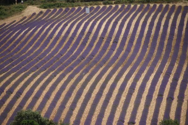 From Aix-En-Provence: Lavender Experience & Gorges Du Verdon - Suitable for All: A Trip for Every Age and Fitness Level