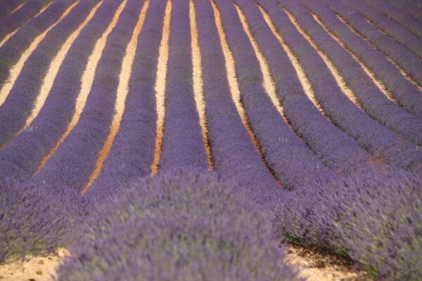 From Aix-En-Provence: Lavender Experience & Gorges Du Verdon - Common Questions