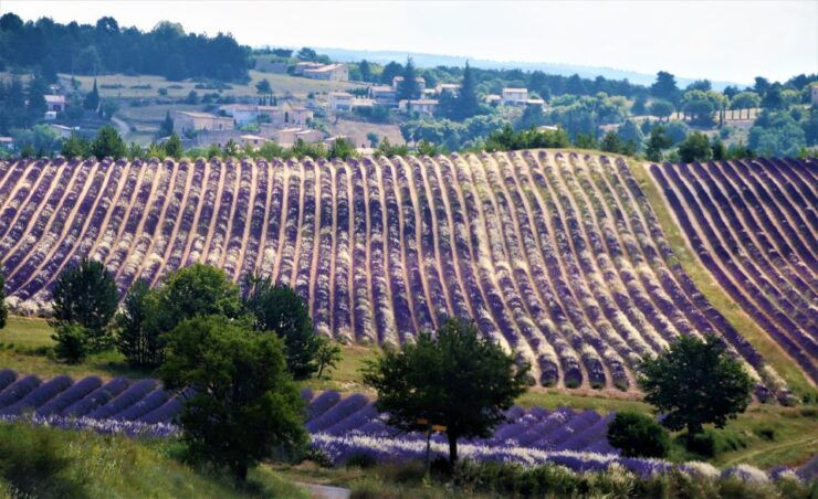 From Aix En Provence: Private Tour of Sault in Van - Booking Details
