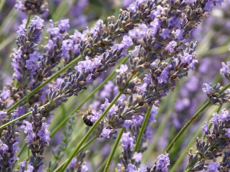From Aix-en-Provence: Sault Lavender & Gordes Full-Day Tour - Guided Experience