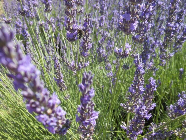 From Aix-en-Provence: Valensole Lavender Full-Day Tour - What to Bring for the Tour