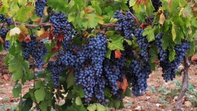 From Aix-en-Provence: Wine Tour in Cezanne Countryside - Reserve Now & Pay Later