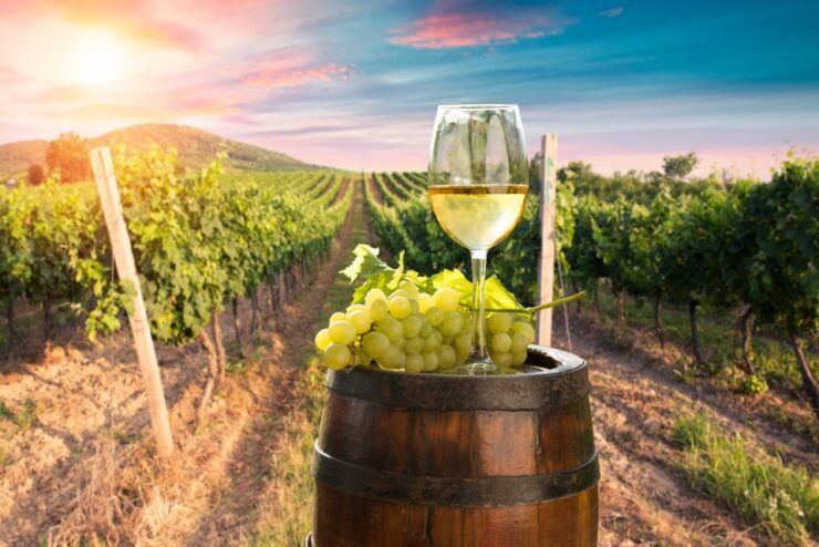 From Alba/Turin: Langhe Wine Day Trip With Tastings & Lunch - Tour Overview