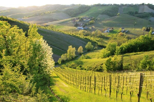 From Alba/Turin: Langhe Wine Day Trip With Tastings & Lunch - Frequently Asked Questions