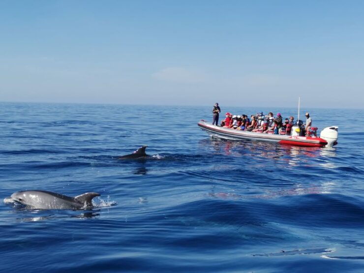 From Albufeira: Benagil Caves and Dolphins Guided Boat Tour - Activity Details