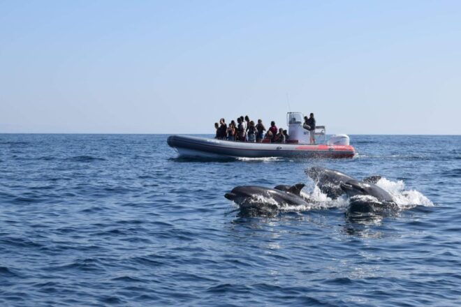 From Albufeira: Benagil Caves and Dolphins Guided Boat Tour - Full Description