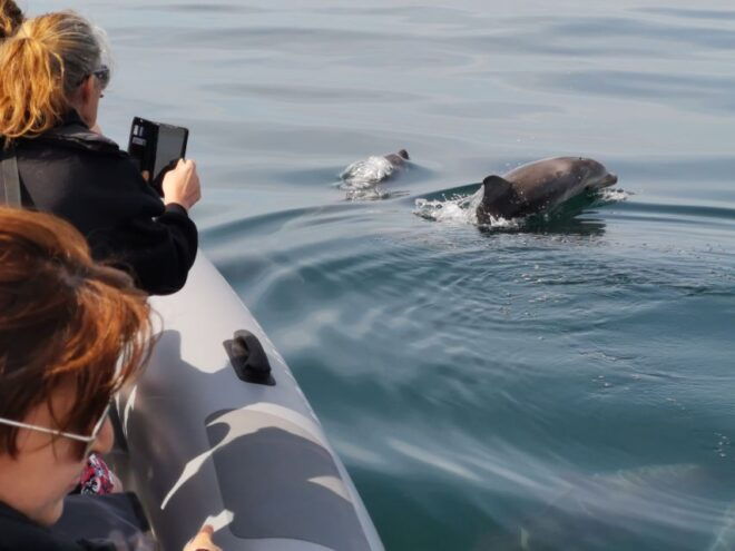 From Albufeira: Benagil Caves and Dolphins Guided Boat Tour - Review Summary