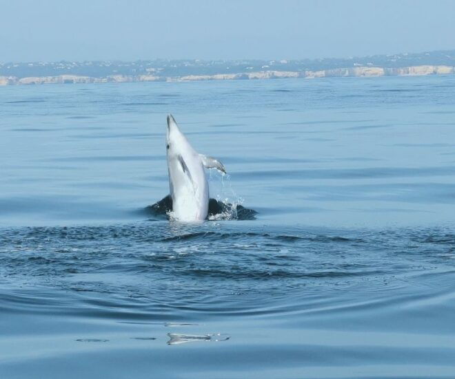From Albufeira: Benagil Caves and Dolphins Guided Boat Tour - Suggested Improvement