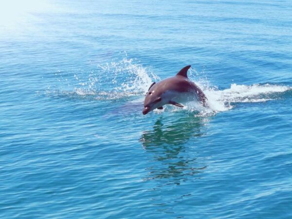 From Albufeira: Benagil Caves and Dolphins Guided Boat Tour - Common Questions