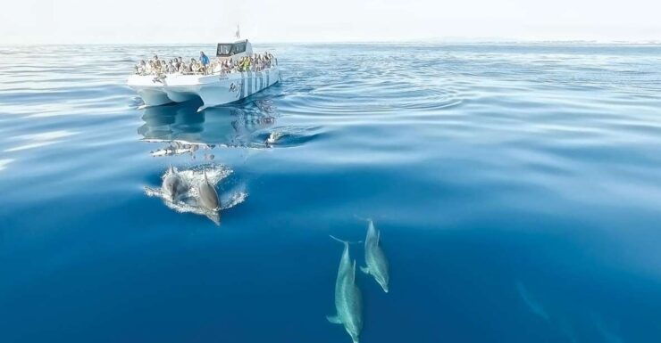 From Albufeira: Dolphins and Caves 2.5-Hour Boat Trip - Activity Details