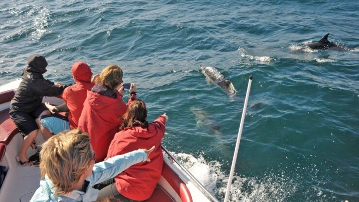 From Albufeira: Dolphins and Caves 2.5-Hour Boat Trip - Experience