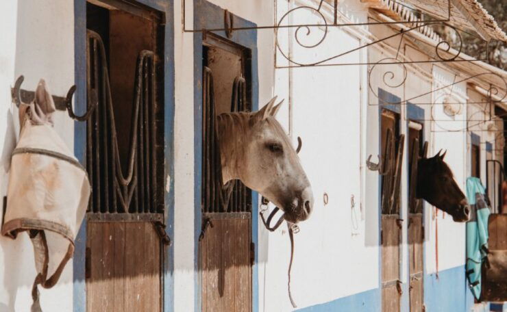 From Albufeira: Half-Day Hidden Gems & Horse Riding Tour - Experience