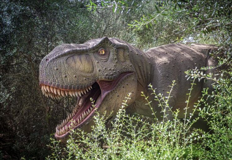 From Alcúdia: Dinosaurland and Hams Caves Half-Day Trip - Good To Know