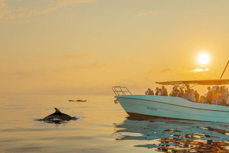 From Alcudia: Sunrise Dolphin Watching Boat Tour - Tour Details
