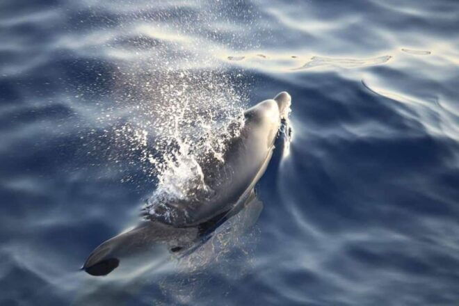 From Alcudia: Sunrise Dolphin Watching Boat Tour - Experience Highlights