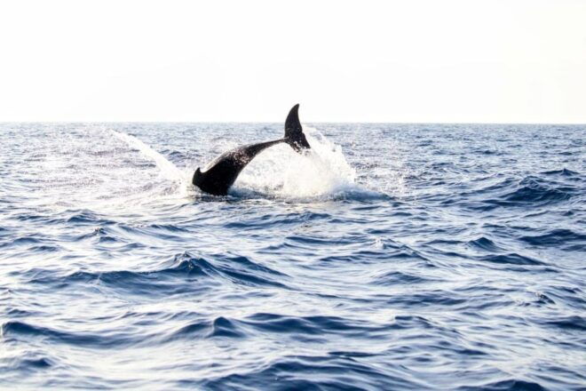 From Alcudia: Sunrise Dolphin Watching Boat Tour - Frequently Asked Questions