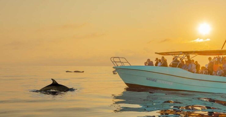 From Alcudia: Sunrise Dolphin Watching Boat Tour - Booking Information