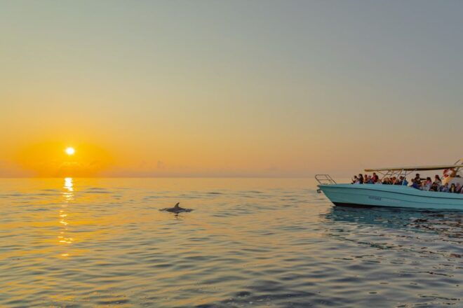 From Alcudia: Sunrise Dolphin Watching Boat Tour - Experience Highlights