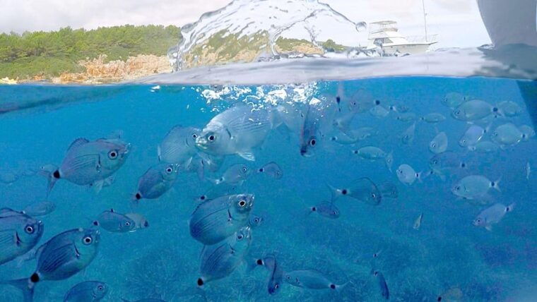 From Alghero: Half-Day Motor Boat Trip - Frequently Asked Questions