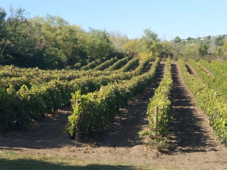 From Alicante and Elche: Guided Tour to Vineyard and Winery With Tasting. - Wine Production and Tasting Experience