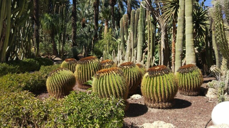 From Alicante: Tour to the National Botanical Garden - Good To Know