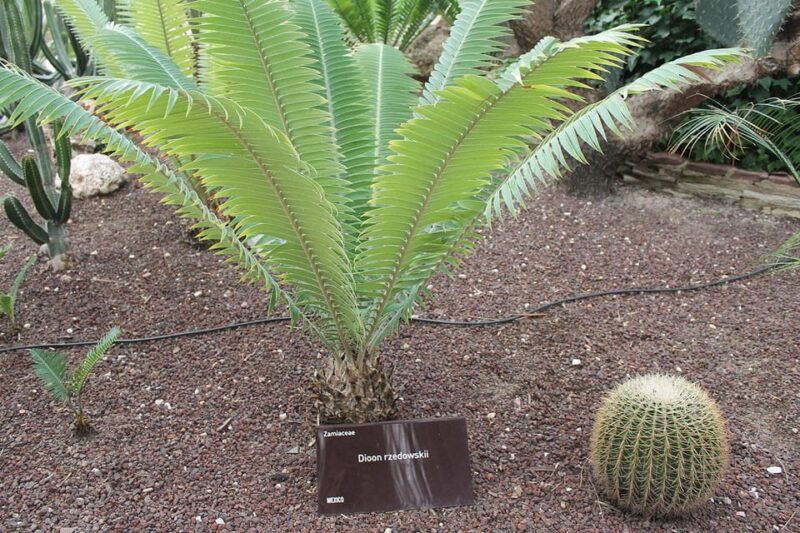 From Alicante: Tour to the National Botanical Garden - Itinerary and Experience
