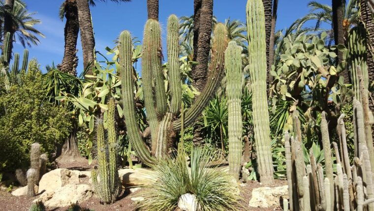 From Alicante: Tour to the National Botanical Garden - Garden Features and Attractions