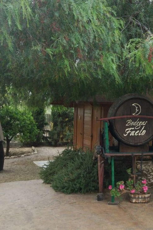 From Alicante: Winery Tour and Wine Tasting in Elche - Good To Know