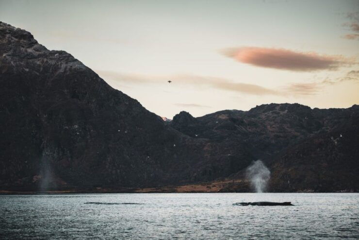 From Alta: Fjord & Whale Adventure - Experience Highlights