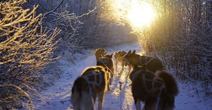 From Alta: Huskey Dog Sledding Tour With Sami Lavvo Visit - Booking Information