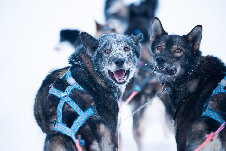 From Alta: Huskey Dog Sledding Tour With Sami Lavvo Visit - Experience Highlights