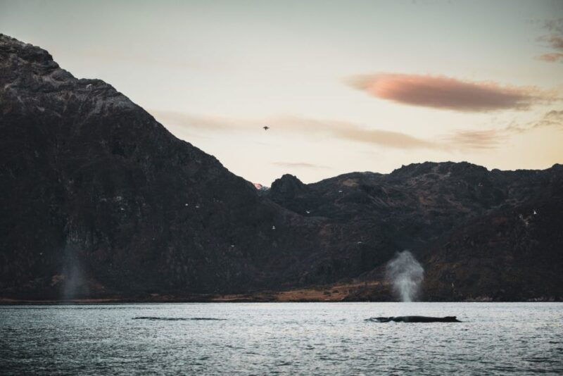 From Alta: Small Group Whale Watching by RIB - Good To Know