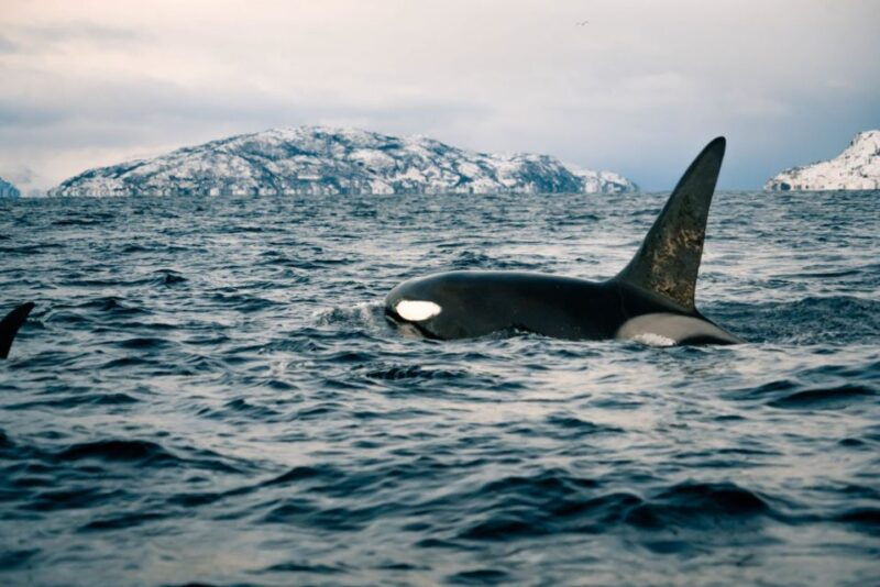 From Alta: Small Group Whale Watching by RIB - Who Should Consider This Tour?